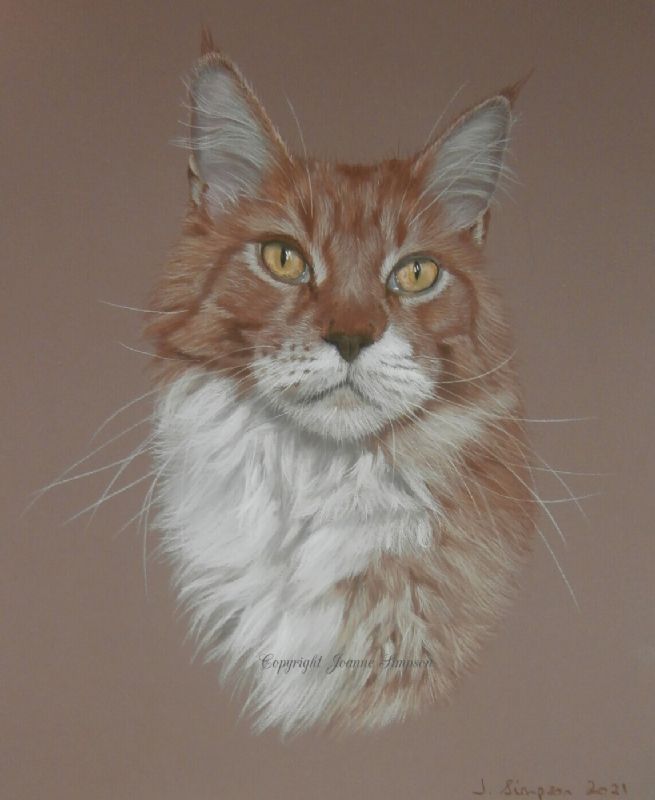 Maine coon portrait